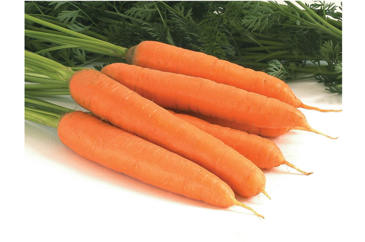 Negovia – Organic Carrot Seeds